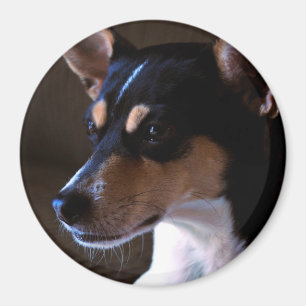Rat Terrier Magnet 2, Color, Round 3 Inches