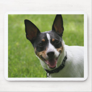 rat terrier mouse pad
