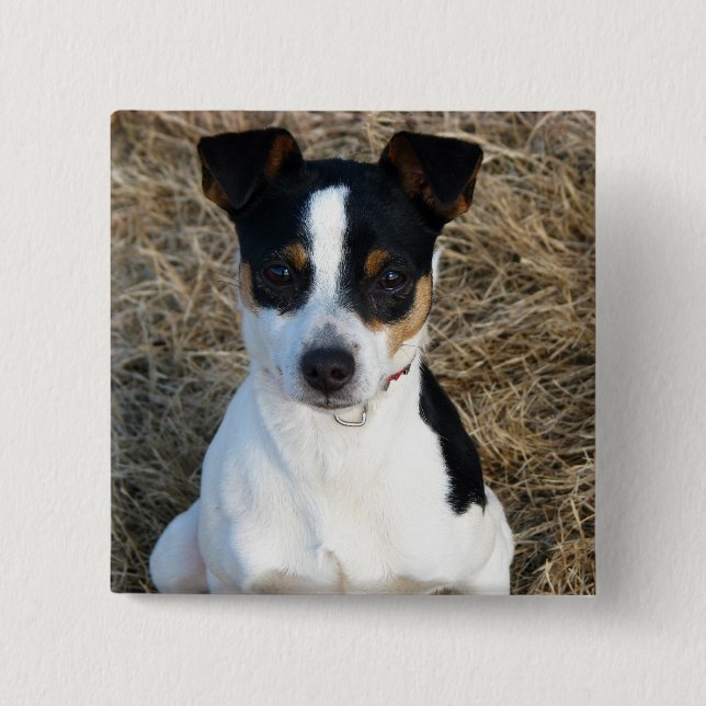 Rat Terrier Pinback Button (Front)