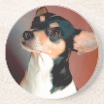 Rat Terrier Sandstone Coaster by artinphotography at Zazzle