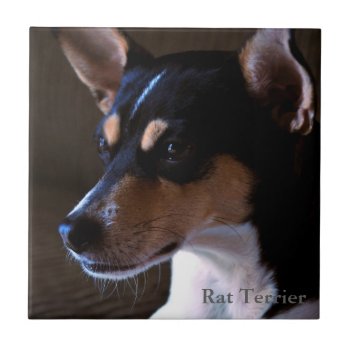 Rat Terrier Tile by artinphotography at Zazzle