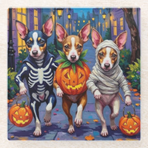 Rat Terrier Trick-or-Treating Halloween Costumes Glass Coaster