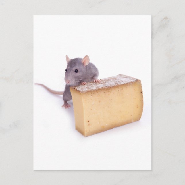 rat with cheese postcard (Front)