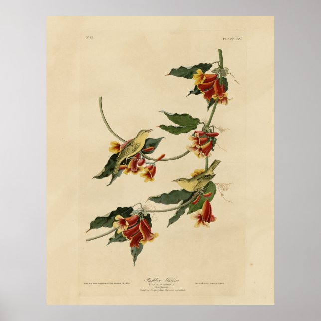 Rathbone (Yellow) Warbler Audubon Birds of America Poster (Front)