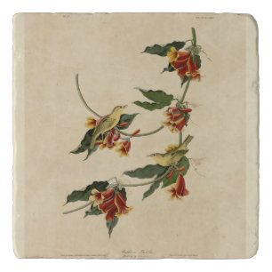 Rathbone (Yellow) Warbler Audubon Birds of America Trivet