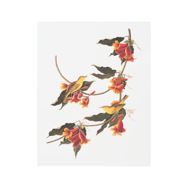 Rathbone's Warbler Song Bird on Crossvine Metal Print (Front)