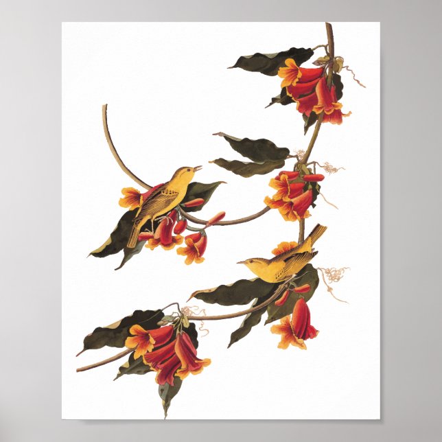 Rathbone's Warbler Song Bird on Crossvine Poster (Front)