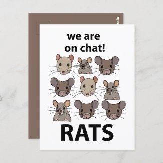 Rats Animal We Are On Chat Funny Rats