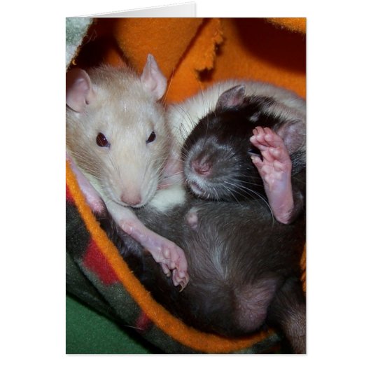 Rats Are Good For Pillows Cards (Front)