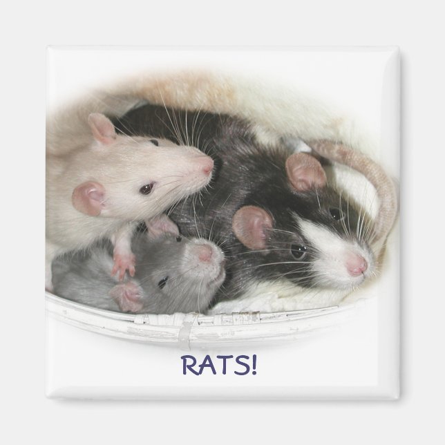 RATS! MAGNET (Front)