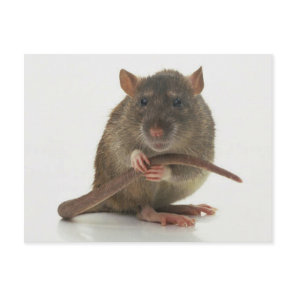 Rats!!! Postcard