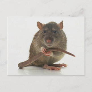 Rats!!! Postcard