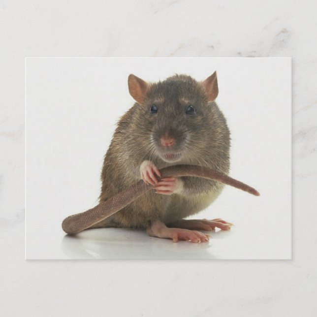 Rats!!! Postcard (Front)