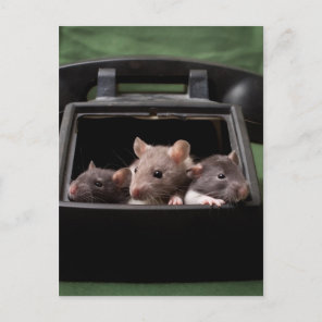 Rats tapped your phone postcard