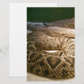 Rattle Snake (Front/Back)