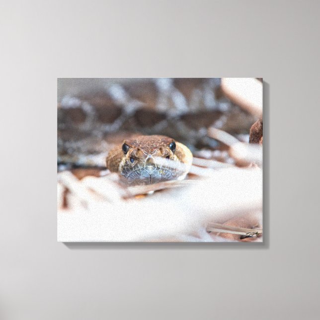 Rattle Snake Canvas Print (Front)