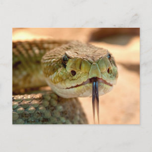 Rattle Snake Postcard