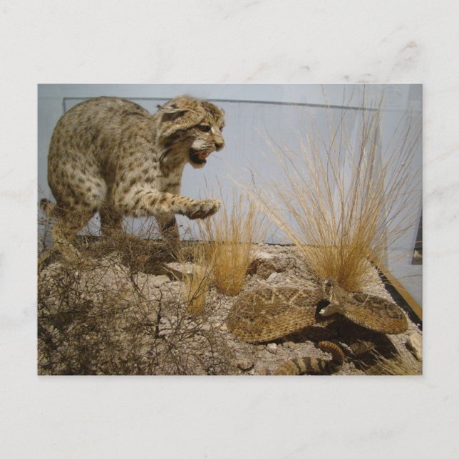 Rattle Snake vs Bobcat Postcard (Front)