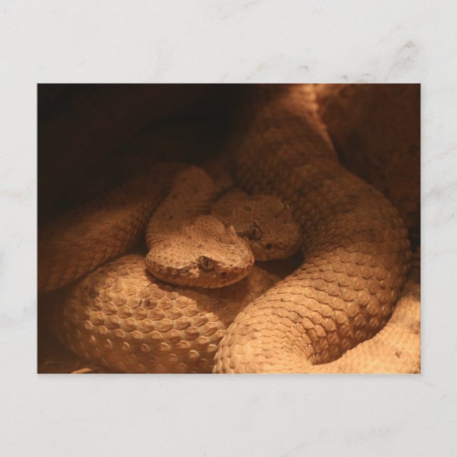 Rattle Snakes Postcard (Front)