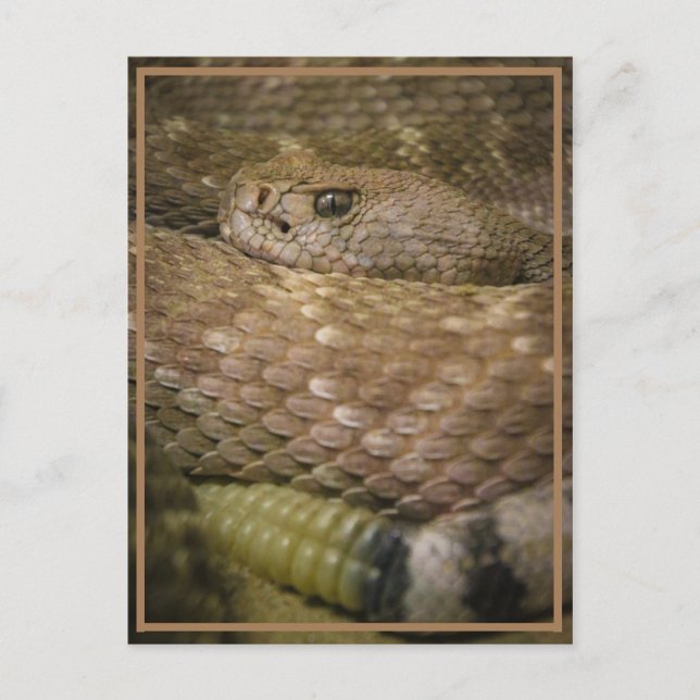 rattler postcard (Front)