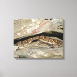 Rattlesnake at Shenandoah National Park Canvas Print