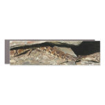 Rattlesnake at Shenandoah National Park Car Magnet