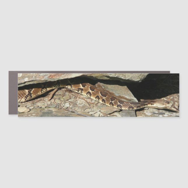 Rattlesnake at Shenandoah National Park Car Magnet (Front)