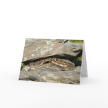 Rattlesnake at Shenandoah National Park Card