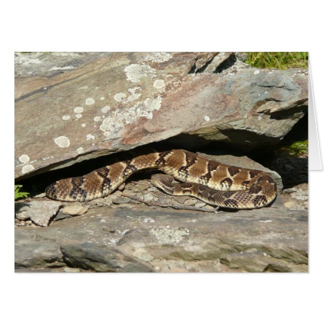 Rattlesnake at Shenandoah National Park Card (Front Horizontal)