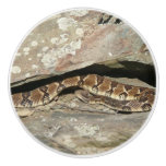 Rattlesnake at Shenandoah National Park Ceramic Knob
