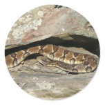 Rattlesnake at Shenandoah National Park Classic Round Sticker