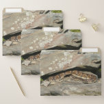 Rattlesnake at Shenandoah National Park File Folder