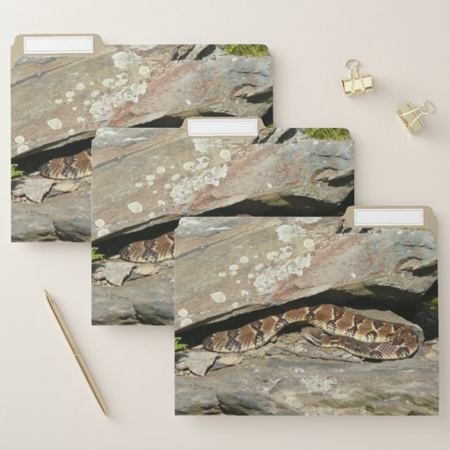 Rattlesnake at Shenandoah National Park File Folder (Set)