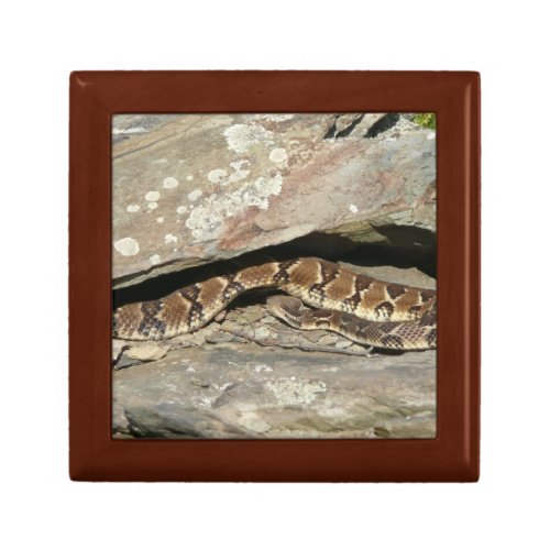 Rattlesnake at Shenandoah National Park Gift Box
