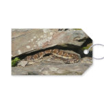 Rattlesnake at Shenandoah National Park Gift Tags