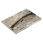 Rattlesnake at Shenandoah National Park Guest Book