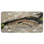 Rattlesnake at Shenandoah National Park License Plate