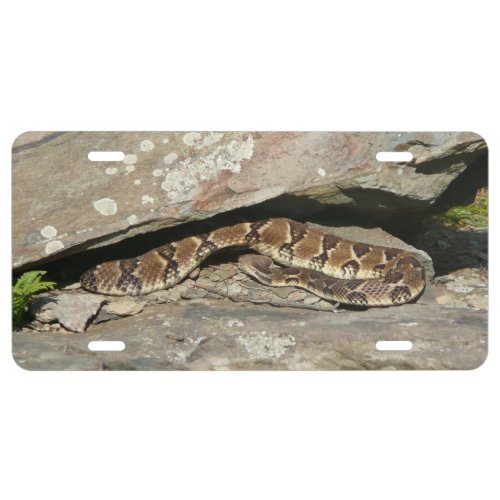 Rattlesnake at Shenandoah National Park License Plate