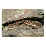 Rattlesnake at Shenandoah National Park Magnet