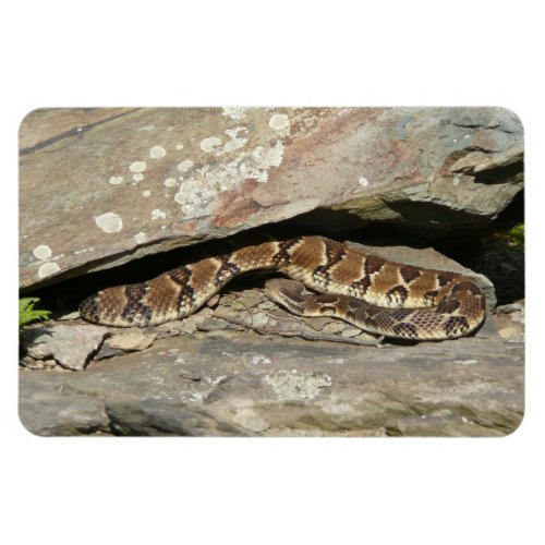 Rattlesnake at Shenandoah National Park Magnet