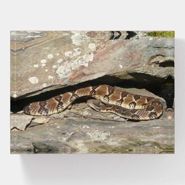 Rattlesnake at Shenandoah National Park Paperweight (Front)