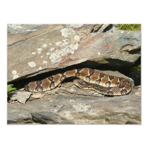 Rattlesnake at Shenandoah National Park Photo Print