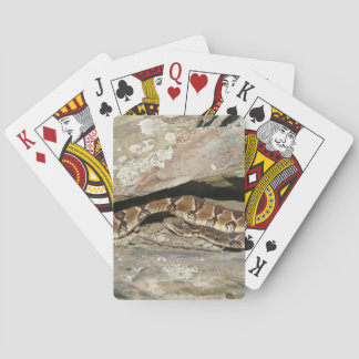 Rattlesnake at Shenandoah National Park Poker Cards