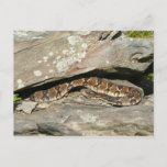 Rattlesnake at Shenandoah National Park Postcard