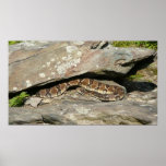 Rattlesnake at Shenandoah National Park Poster