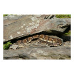 Rattlesnake at Shenandoah National Park Poster