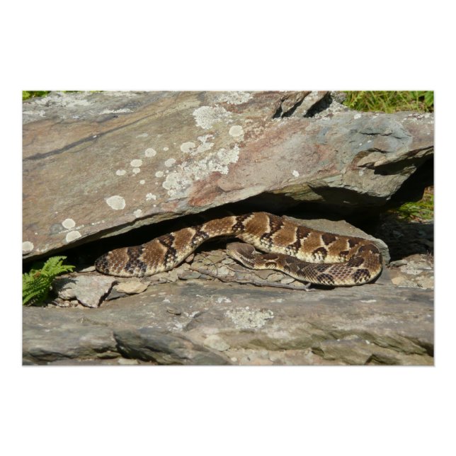 Rattlesnake at Shenandoah National Park Poster (Front)