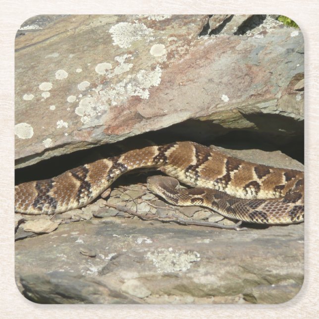 Rattlesnake at Shenandoah National Park Square Paper Coaster (Front)