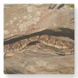 Rattlesnake at Shenandoah National Park Stone Coaster