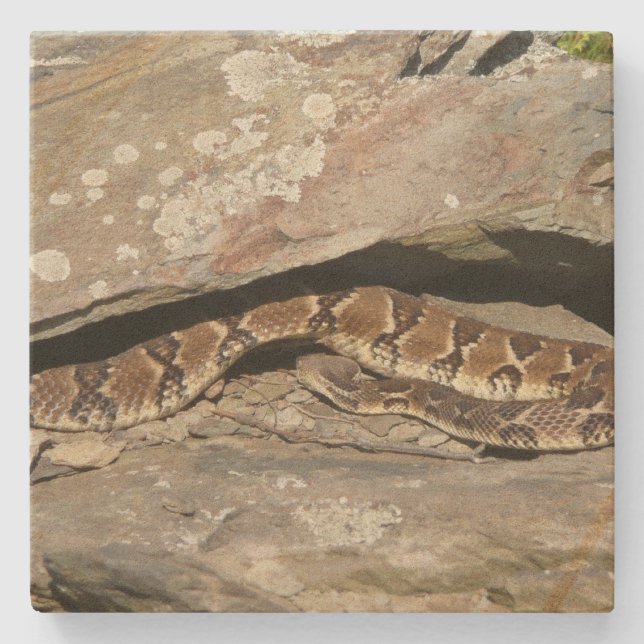 Rattlesnake at Shenandoah National Park Stone Coaster (Front)